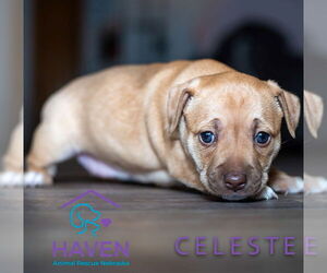 Dachshund-Unknown Mix Dogs for adoption in Omaha, NE, USA