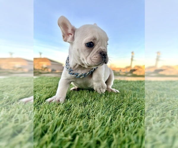 Medium Photo #5 French Bulldog Puppy For Sale in SACRAMENTO, CA, USA