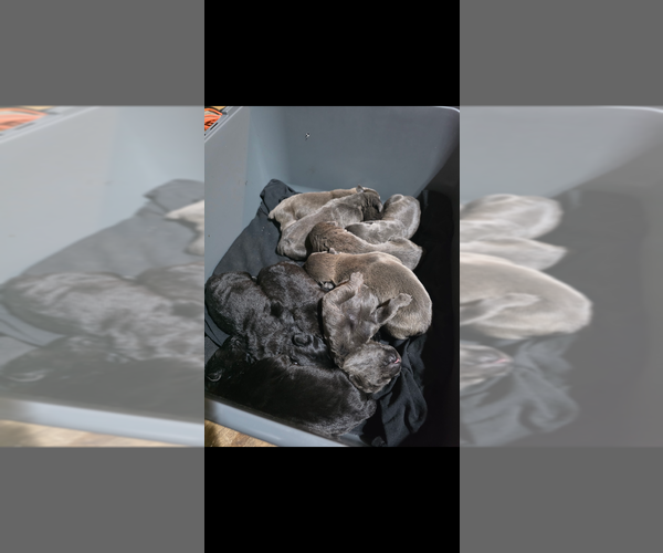 Medium Photo #1 Cane Corso Puppy For Sale in FORT WAYNE, IN, USA