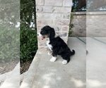 Small Photo #40 Bernedoodle Puppy For Sale in MARTINSVILLE, IN, USA