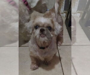 Shih Tzu Dogs for adoption in San Antonio, TX, USA