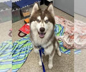 Siberian Husky Dogs for adoption in Boston, MA, USA