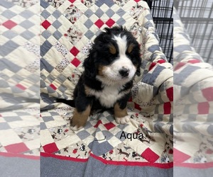 Bernese Mountain Dog Puppy for sale in ENON, OH, USA