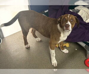 Mutt Dogs for adoption in Sterling, MA, USA