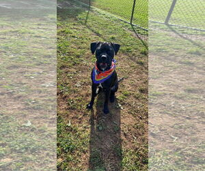 LADY (COURTESY POST) - Female Boxer-Unknown Mix Dog for Adoption - Photo #2