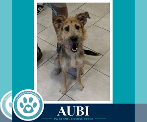 Aubi 100326 - Male Poodle (Standard)-Unknown Mix Dog for Adoption - Photo #3