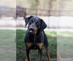 Small Black and Tan Coonhound Mix