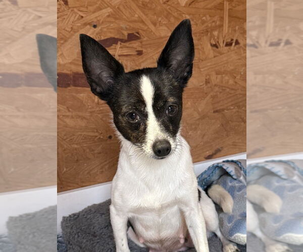 Medium Photo #3 Chihuahua-Unknown Mix Puppy For Sale in Bolivar, MO, USA