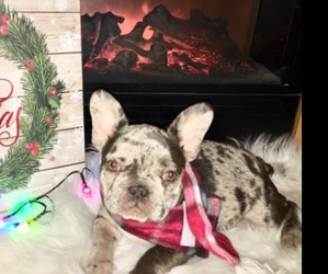 French Bulldog Puppy for sale in MENA, AR, USA