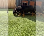 Small #4 Rottweiler
