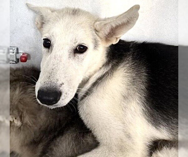 Medium Photo #2 Siberian Husky-Unknown Mix Puppy For Sale in Houston, TX, USA