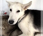 Small #1 Siberian Husky Mix