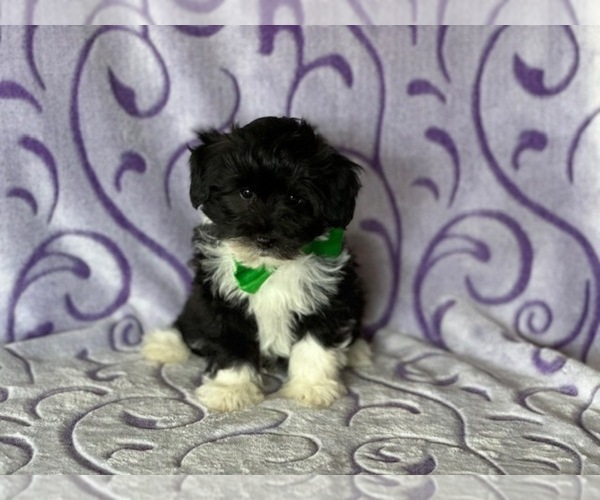 Medium Photo #1 Havanese-Poodle (Toy) Mix Puppy For Sale in LANCASTER, PA, USA