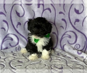 Havanese-Poodle (Toy) Mix Puppy for sale in LANCASTER, PA, USA