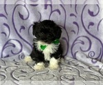 Small Photo #1 Havanese-Poodle (Toy) Mix Puppy For Sale in LANCASTER, PA, USA