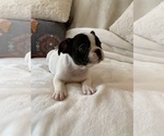 Small Photo #20 French Bulldog Puppy For Sale in JOHNS ISLAND, SC, USA