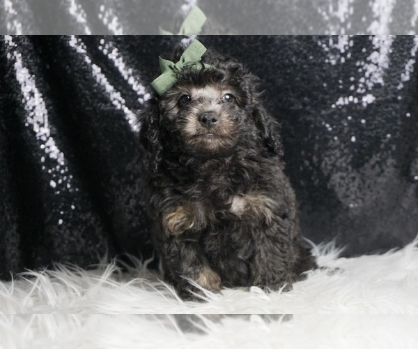 Medium Photo #54 Poodle (Toy) Puppy For Sale in WARSAW, IN, USA