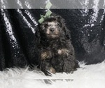 Small #2 Poodle (Toy)