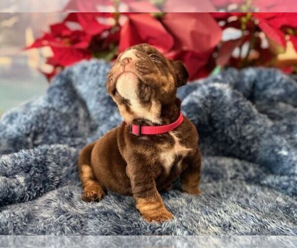 Medium Photo #5 English Bulldog Puppy For Sale in OOLOGAH, OK, USA