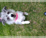 Small #5 Jack Russell Terrier Mix