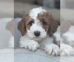 Puppy Yarrow Goldendoodle