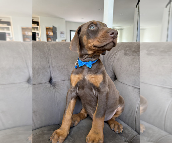 Medium Photo #23 Doberman Pinscher Puppy For Sale in PUYALLUP, WA, USA