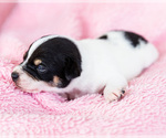 Small Photo #11 Fox Terrier (Smooth)-Fox Terrier (Toy) Mix Puppy For Sale in WAKARUSA, IN, USA