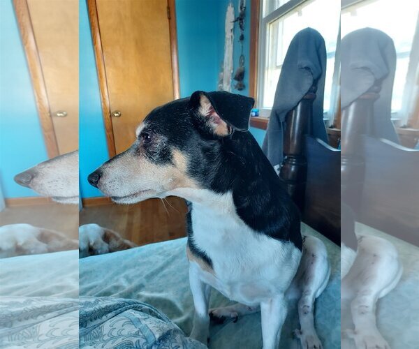 Medium Photo #9 Feist Terrier-Jack Russell Terrier Mix Puppy For Sale in Columbus, IN, USA
