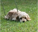 Small Photo #4 Cocker Spaniel Puppy For Sale in TERRY, MS, USA