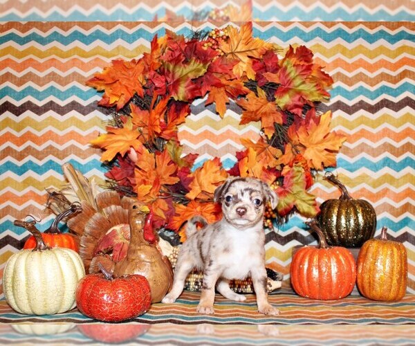 Medium Photo #2 Chihuahua Puppy For Sale in CHARLESTON, AR, USA