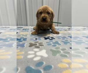 Labrador Retriever Puppy for Sale in DONNELLSON, Iowa USA