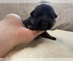 Litter of 8 - Male(s) and Female(s) German Shepherd DogLitter of Puppies for Sale - Small photo