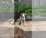 Small #21 Feist Terrier Mix