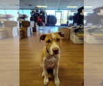 Small #3 American Staffordshire Terrier Mix