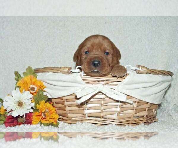 Medium Photo #6 Labrador Retriever Puppy For Sale in DENVER, CO, USA