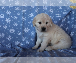 Golden Retriever Puppy for sale in SHILOH, OH, USA