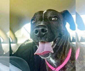 American Pit Bull Terrier-Unknown Mix Dogs for adoption in Rowlett, TX, USA