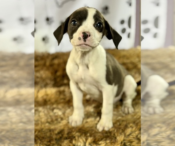Medium Photo #2 Bulldog-Labrador Retriever Mix Puppy For Sale in SHERBURNE, NY, USA