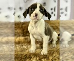 Small #1 Bulldog-Labrador Retriever Mix