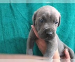 Small Photo #7 Cane Corso Puppy For Sale in COLUMBIA, SC, USA