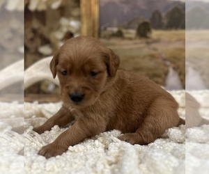 Golden Retriever Puppy for sale in FORDLAND, MO, USA