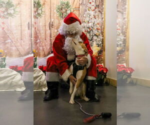 Sky - Female American Staffordshire Terrier-Unknown Mix Dog for Adoption - Photo #3