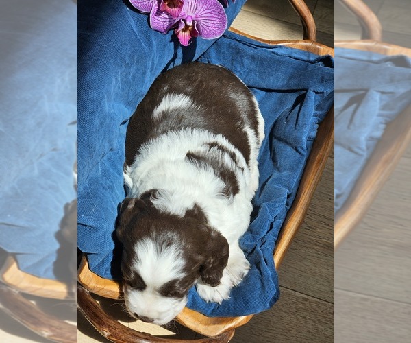 Medium Photo #12 English Springer Spaniel Puppy For Sale in WOOSTER, OH, USA