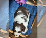 Small #11 English Springer Spaniel