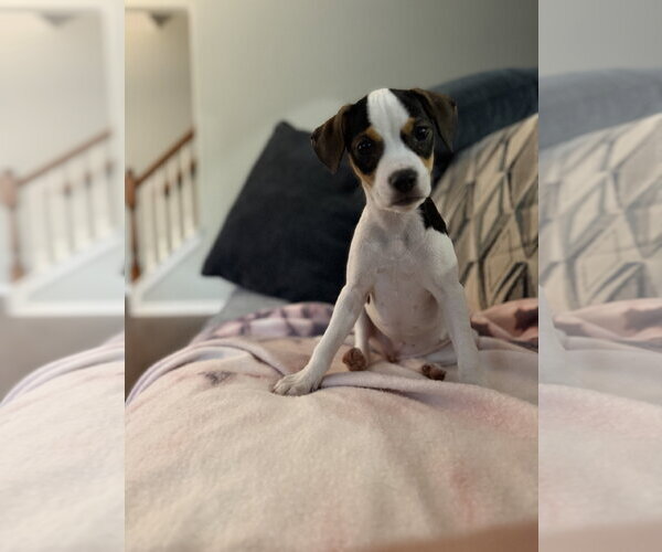 Medium Photo #3 Mutt Puppy For Sale in Greenville, SC, USA