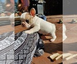 Small Photo #2 French Bulldog Puppy For Sale in TRACY, CA, USA