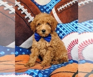 Goldendoodle (Miniature) Puppy for sale in RISING SUN, MD, USA