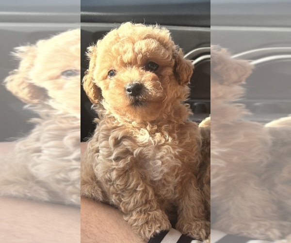 Medium Photo #9 Poodle (Toy) Puppy For Sale in LIVE OAK, FL, USA