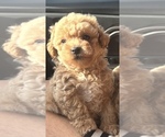 Small #8 Poodle (Toy)