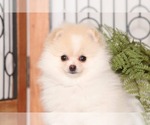 Small Photo #1 Pomeranian Puppy For Sale in NAPLES, FL, USA
